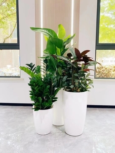 专业花卉租摆，领略宁波慈溪的绿色风情